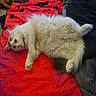 cat, white_cat, fluffy, long_hair, feline, pet, animal, lying_down, relaxed, indoors, blanket, bed, couch, red_blanket, black_pattern, cozy, whiskers, pink_nose, blue_eyes, portrait