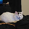 Yurio is registered to the contest to win money with this photo: cat, fluffy, white_cat, black_markings, pet, animal, feline, long_hair, lying_down, bed, blanket, bedroom, indoor, black_bedding, aquarium, blue_light, furniture, relaxed, portrait, whiskers