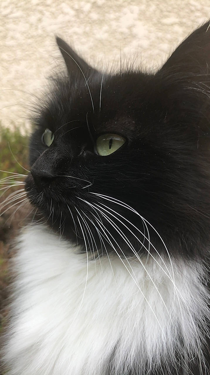 Hypnose a rejoint le concours — aidez-le/la à gagner de superbes lots ! black, black_and_white, black_cat, carnivore, cat, close_up, domestic_long_haired_cat, eye, felidae, fur, mammal, norwegian_forest_cat, small_to_medium_sized_cats, snout, vertebrate, whiskers