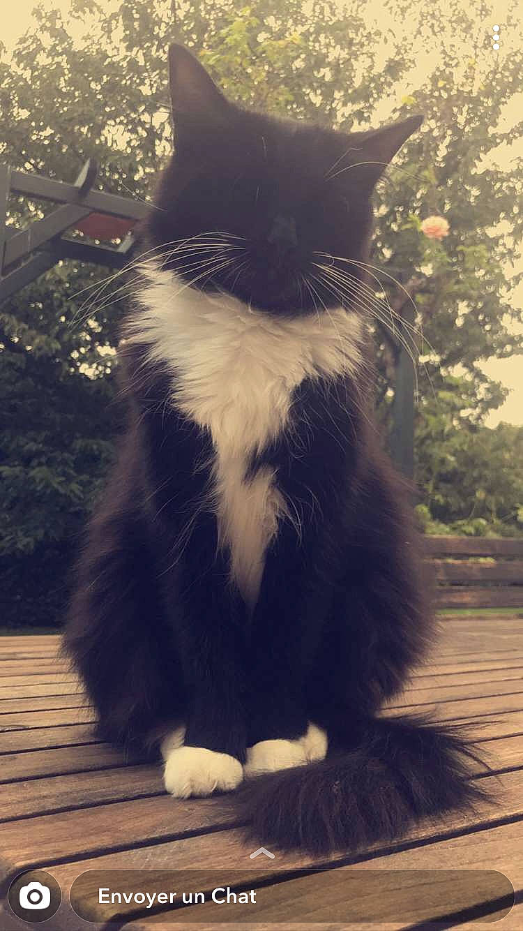 Hypnose a rejoint le concours — aidez-le/la à gagner de superbes lots ! black_and_white, black_cat, carnivore, cat, domestic_long_haired_cat, felidae, fur, norwegian_forest_cat, polydactyl_cat, sky, small_to_medium_sized_cats, snapshot, snout, tail, whiskers