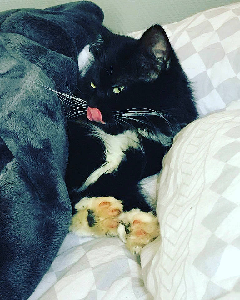 Hypnose a rejoint le concours — aidez-le/la à gagner de superbes lots ! american_shorthair, black, black_cat, black_hair, carnivore, cat, claw, comfort, domestic_short_haired_cat, eye, felidae, fur, kitten, linens, nap, pillow, polydactyl_cat, small_to_medium_sized_cats, tail, whiskers