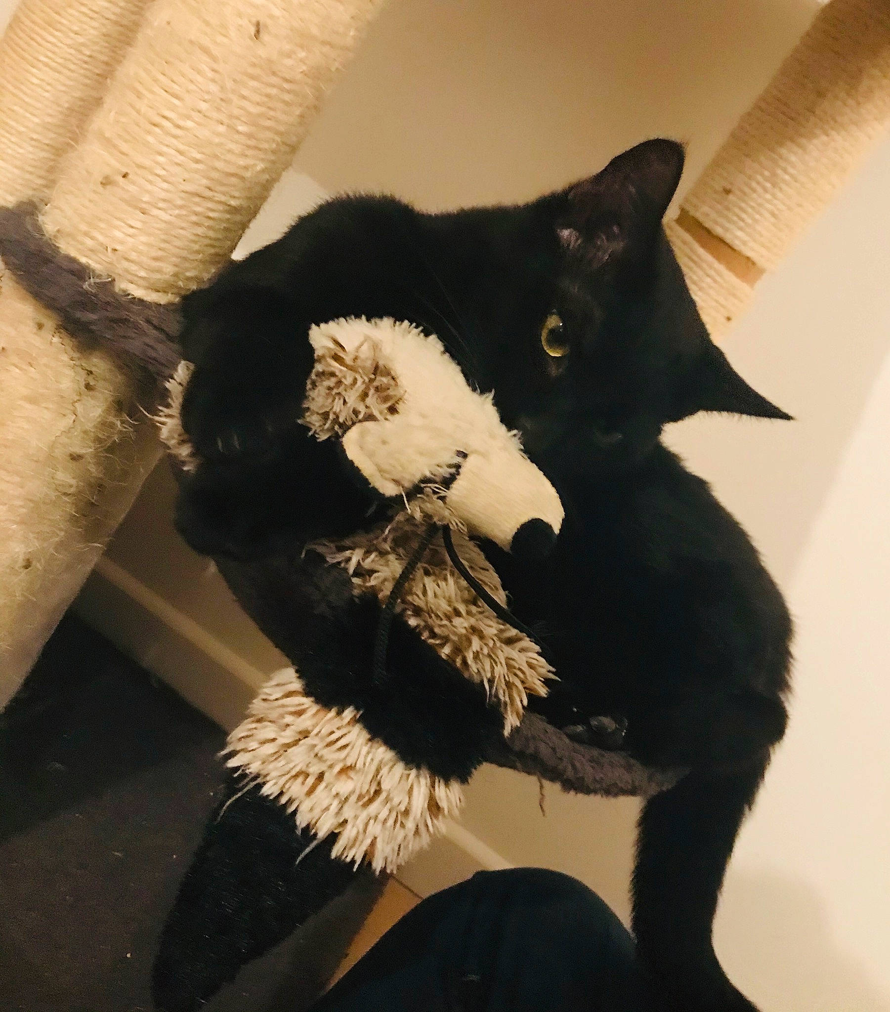 Hades participe au concours pour gagner de l'argent avec cette photo : black_cat, carnivore, cat, felidae, fur, small_to_medium_sized_cats, tail, whiskers