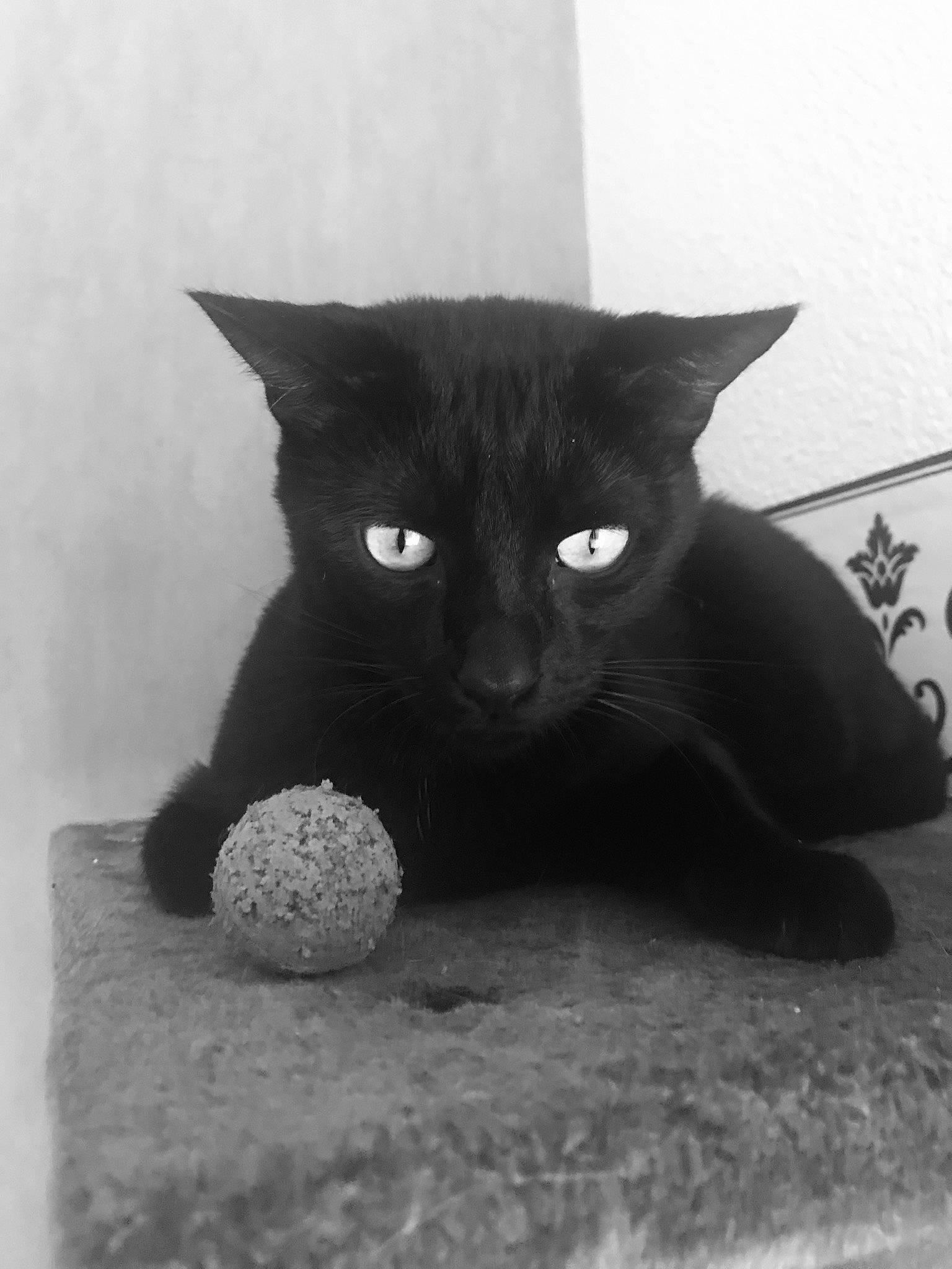 Hades participe au concours pour gagner de l'argent avec cette photo : asian, black, black_and_white, black_cat, bombay, british_shorthair, carnivore, cat, domestic_short_haired_cat, eye, felidae, kitten, korat, mammal, polydactyl_cat, small_to_medium_sized_cats, snout, whiskers