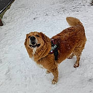 Chase a rejoint le concours — aidez-le/la à gagner de superbes lots ! animal, canine, cold, daylight, dog, fence, fur, ground, happy, harness, leash, nature, outdoor, paw, pet, playful, snow, snowflakes, tail, winter
