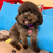 Sophie is registered to the contest to win money with this photo: animal, blanket, collar, couch, cozy, cute, dog, fluffy, fur, gray, home, indoor, name_tag, paw_print_pattern, pet, pillow, relaxed, sitting, small_dog, tongue_out