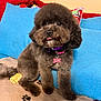 animal, blanket, collar, couch, cozy, cute, dog, fluffy, fur, gray, home, indoor, name_tag, paw_print_pattern, pet, pillow, relaxed, sitting, small_dog, tongue_out