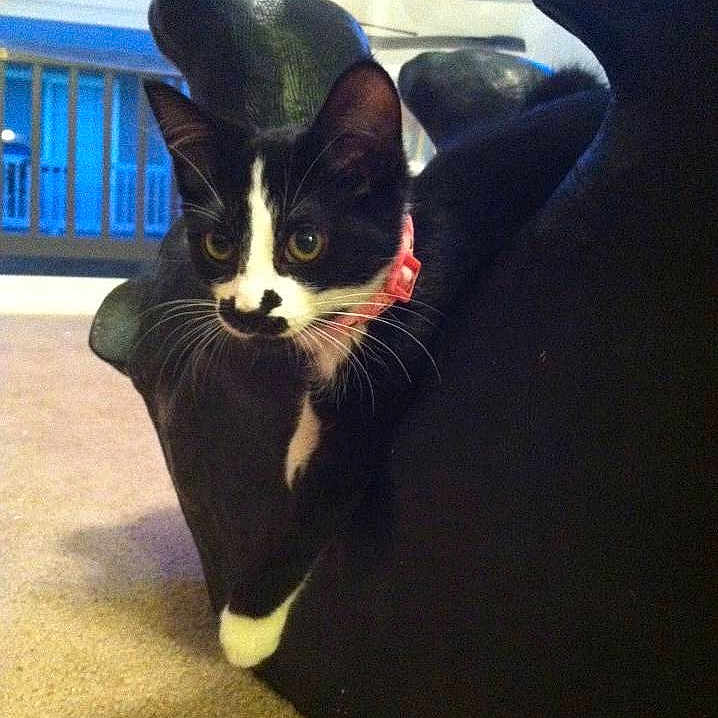 Bitten is registered to the contest to win money with this photo: