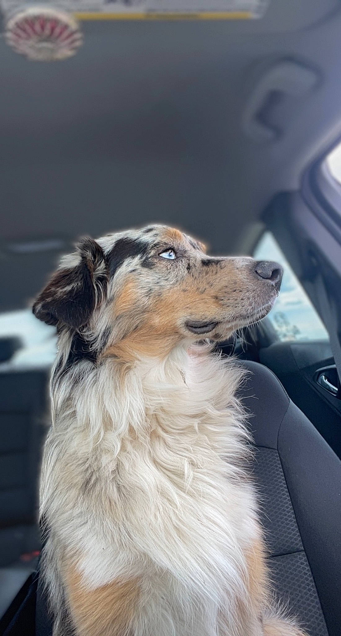 Oakley is registered to the contest to win money with this photo: ancient_dog_breeds, automotive_mirror, carnivore, companion_dog, dog, dog_breed, fur, personal_luxury_car, snout, sporting_group, whiskers, windshield, working_dog
