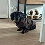 Pyhä a rejoint le concours — aidez-le/la à gagner de superbes lots ! dog, puppy, dachshund, brown_jacket, floor, wooden_floor, boots, ugg_boots, shoe_rack, indoor, pet, small_dog, cute, home, furniture, curious, black_and_tan, sitting, animal, cozy