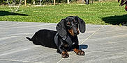 Pyhä a rejoint le concours — aidez-le/la à gagner de superbes lots ! dog, dachshund, pet, outdoor, sunny, garden, grass, blue_sky, patio, relaxing, animal, canine, black_dog, small_dog, summer, nature, sunlight, leisure, fur, mammal