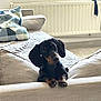 Pyhä participe au concours pour gagner de l'argent avec cette photo : dog, dachshund, puppy, couch, pillows, blanket, indoor, pet, fur, ears, paws, floor, radiator, home, furniture, curious, resting, cozy, living_room, black_and_tan