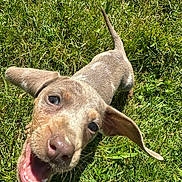 Romy participe au concours pour gagner de l'argent avec cette photo : puppy, dog, grass, outdoor, happy, playful, animal, canine, pet, ears, tail, sunlight, nature, closeup, young, mammal, tongue, open_mouth, cute, fur