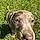 Romy