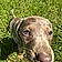 Romy