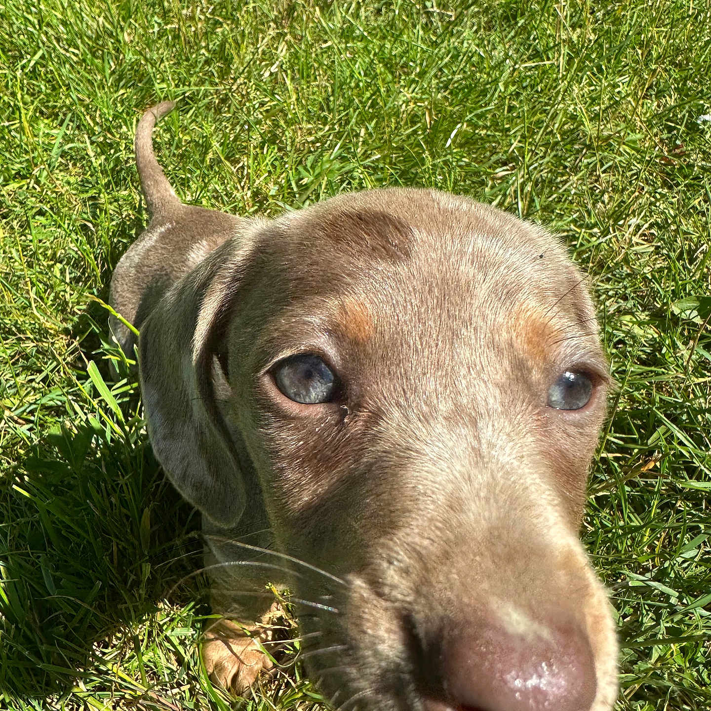 Romy a rejoint le concours — aidez-le/la à gagner de superbes lots ! animal, brown_fur, close_up, curious, cute, daylight, dog, ears, eyes, grass, nature, nose, outdoor, pet, playful, puppy, snout, sunlight, whiskers, young_dog