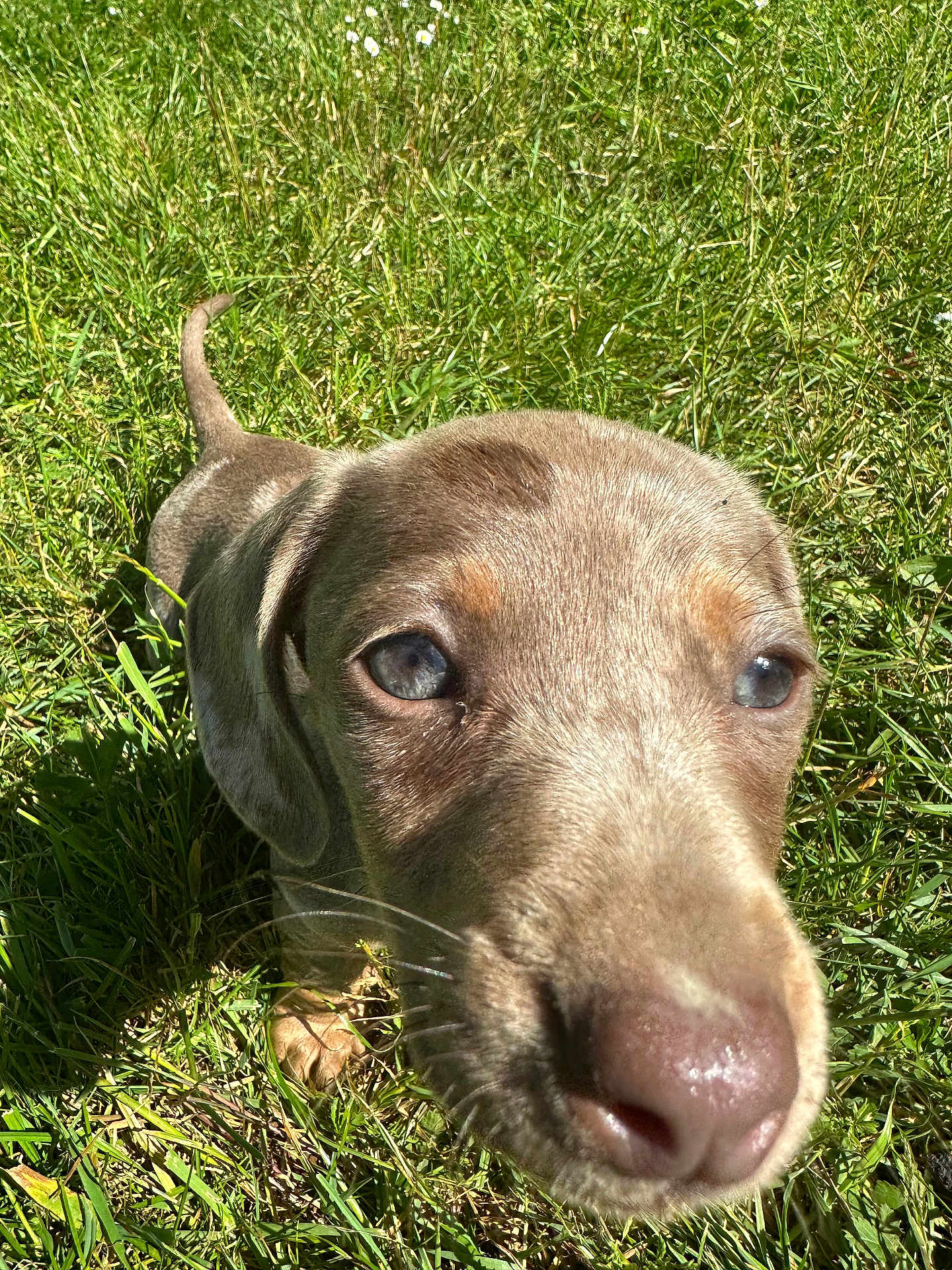 Romy a rejoint le concours — aidez-le/la à gagner de superbes lots ! puppy, dog, grass, outdoor, close_up, nose, eyes, pet, animal, young_dog, sunlight, nature, cute, whiskers, brown_fur, playful, curious, snout, ears, daylight