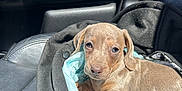 Romy participe au concours pour gagner de l'argent avec cette photo : puppy, dog, car_interior, black_jacket, sunlight, leather_seat, curious_expression, brown_puppy, black_and_tan_dog, tail, pet, animal, cute, cozy, resting, young_dog, indoor, seat, blanket, relaxed