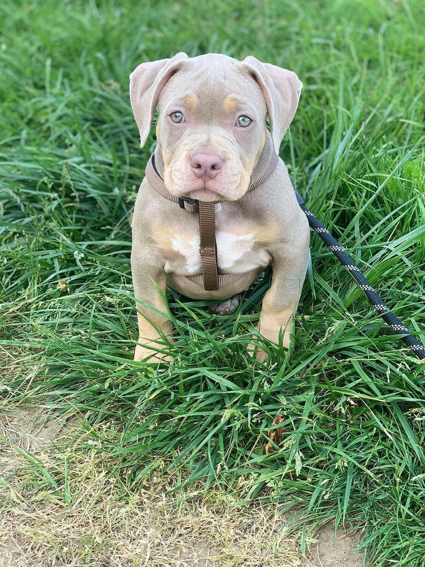 Acker participe au concours pour gagner de l'argent avec cette photo : puppy, dog, grass, leash, harness, outdoor, pet, young_dog, animal, nature, greenery, sitting, cute, canine, fur, ears, eyes, snout, portrait, daylight