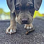 puppy, dog, close_up, outdoor, asphalt, paw, nose, ears, curious, young, pet, animal, brown, canine, nature, sky, daylight, focus, walk, stick