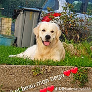Tiego participe au concours pour gagner de l'argent avec cette photo : animal, bush, canine, car, concrete_step, daylight, dog, domestic_animal, fence, golden_retriever, grass, happy, love, nature, outdoor, pet, plant, smile, tongue_out, trash_bin