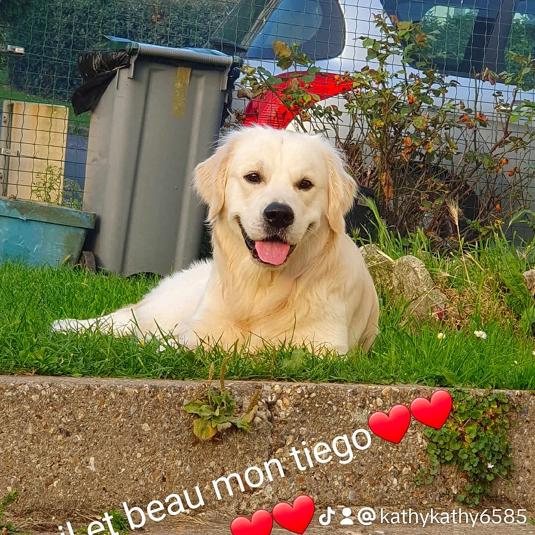 Tiego