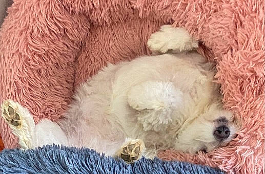 Joy participe au concours pour gagner de l'argent avec cette photo : carnivore, claw, comfort, companion_dog, dog_breed, fawn, fur, love, nap, natural_material, paw, peach, sleep, terrestrial_animal, textile, working_animal