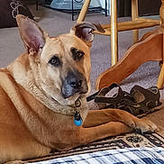 Dahlia is registered to the contest to win money with this photo: animal, brown, carpet, collar, companion, dog, domestic, ears, floor, furniture, home, indoor, looking, pet, relaxed, resting, sandals, tag, tan, wooden_chair