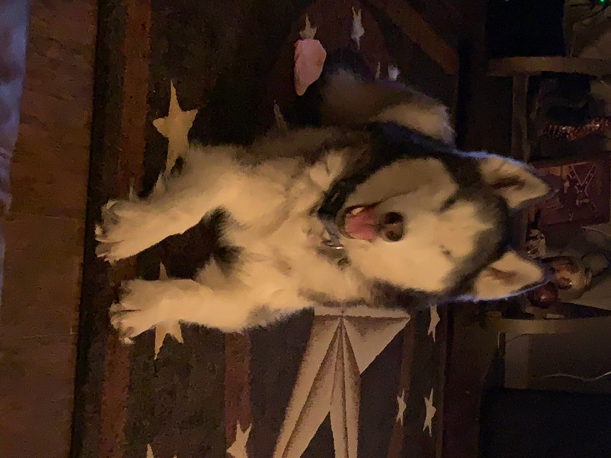 Yukon joined the competition — help win amazing prizes! art, canidae, carnivore, cat, darkness, dog_breed, fang, feather, felidae, fur, paw, small_to_medium_sized_cats, snout, tail, terrestrial_animal, visual_arts, whiskers, wildlife, window, wood