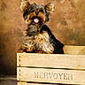 animal, brown_background, crate, cute, dog, ears_up, fur, happy, indoor, pet, pet_photography, portrait, sitting, small_dog, smiling, studio_photo, tongue_out, wood, wooden_crate, yorkshire_terrier