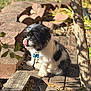 dog, black_and_white, pet, outdoor, sunlight, brick_path, leash, collar, tongue_out, small_dog, fur, nature, tree, leaf, shadow, cute, animal, sitting, daylight, garden