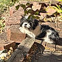 dog, black_and_white, outdoor, sunlight, brick, wood, leaf, garden, pet, lying_down, shadow, nature, animal, fur, relaxing, daylight, small_dog, texture, plant, closeup