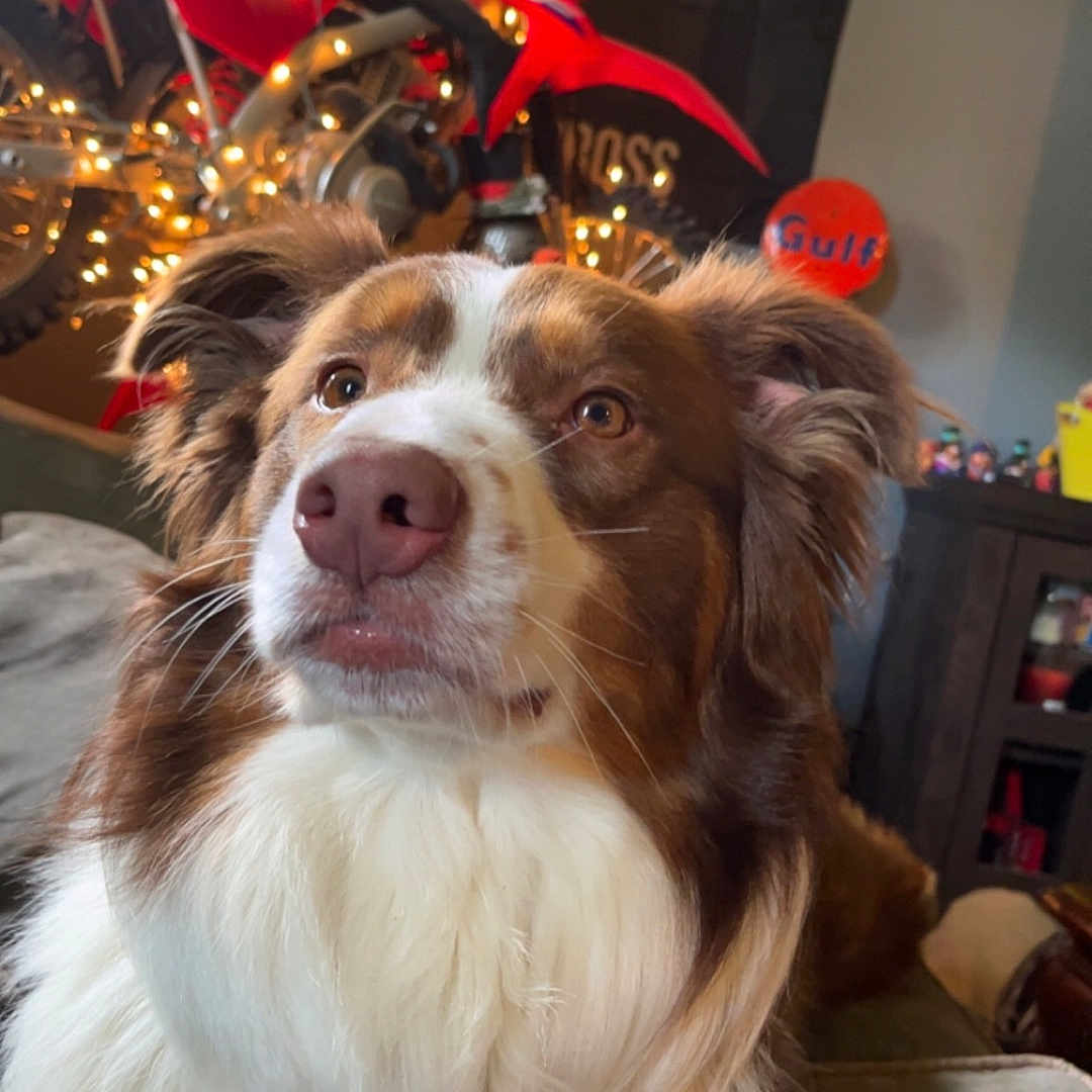 Milo joined the competition — help win amazing prizes! animal, canine, cockerspaniel, collie, couch, dog, face, furniture, head, indoors, machine, motorcycle, person, pet, photography, portrait, puppy, transportation, vehicle, wheel