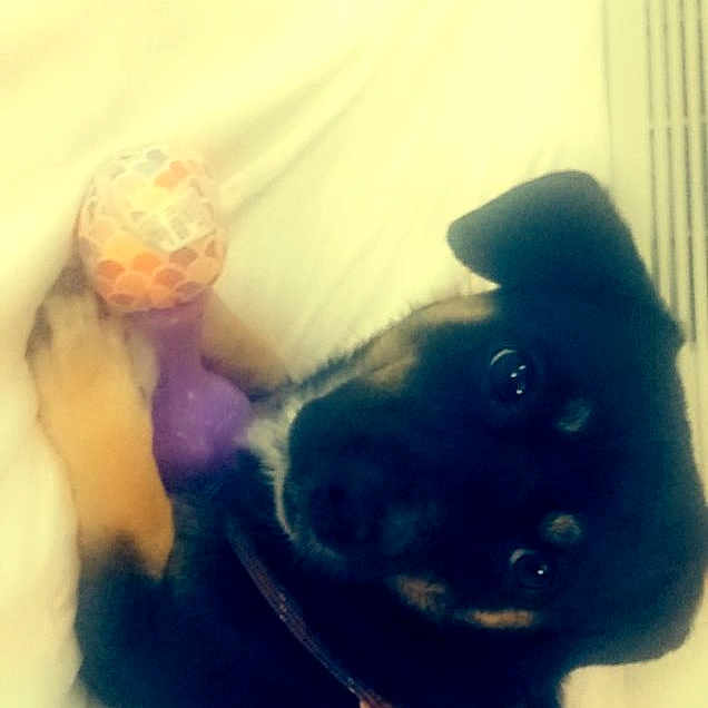 Spike joined the competition — help win amazing prizes! canidae, carnivore, companion_dog, dog, dog_breed, electric_blue, fawn, felidae, gesture, happy, human_body, jaw, personal_protective_equipment, selfie, small_to_medium_sized_cats, snout, sporting_group, tail, whiskers, window