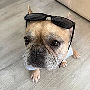 Bella joined the competition — help win amazing prizes! dog, french_bulldog, pet, sunglasses, accessory, close_up, portrait, cute, wrinkled_face, whiskers, brown_fur, paws, nose, eyes, indoor, hardwood_floor, sofa, looking_up, puppy_eyes, facial_expression