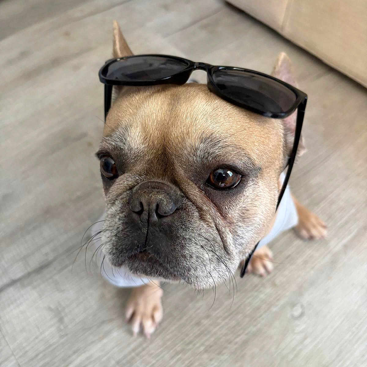 Bella joined the competition — help win amazing prizes! accessory, brown_fur, close_up, cute, dog, eyes, facial_expression, french_bulldog, hardwood_floor, indoor, looking_up, nose, paws, pet, portrait, puppy_eyes, sofa, sunglasses, whiskers, wrinkled_face