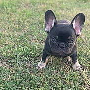 Cash is registered to the contest to win money with this photo: puppy, dog, french_bulldog, grass, outdoor, pet, animal, ears, cute, young, small, fur, canine, mammal, nature, walking, playful, alert, adorable, portrait
