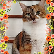 Savannah participe au concours pour gagner de l'argent avec cette photo : animal, calico_cat, cat, close_up, colorful, cute, floral_border, fluffy, framed, fur, green_eyes, indoor, looking_at_camera, pet, photography, portrait, serious_expression, tricolor, vintage_style, whiskers