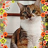 animal, calico_cat, cat, close_up, colorful, cute, floral_border, fluffy, framed, fur, green_eyes, indoor, looking_at_camera, pet, photography, portrait, serious_expression, tricolor, vintage_style, whiskers