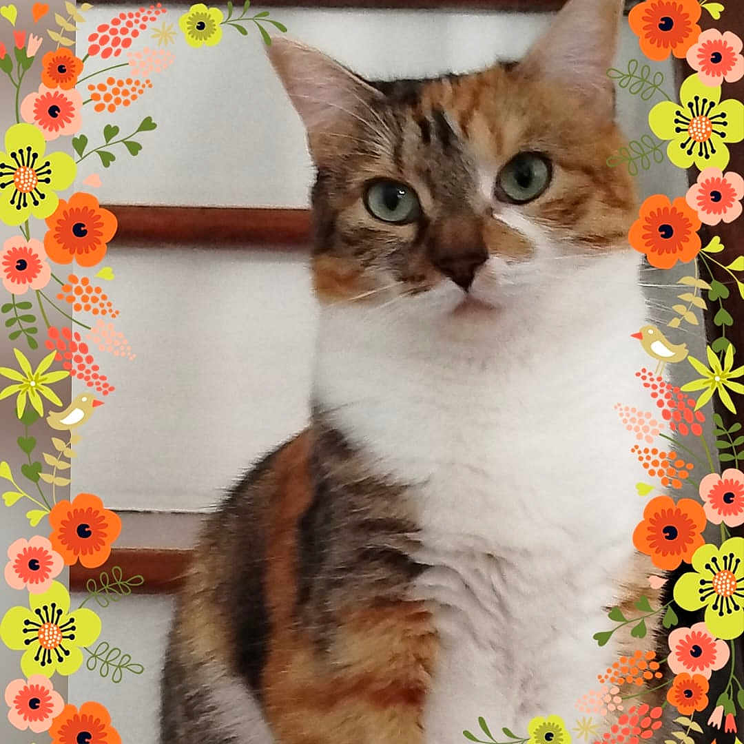 Savannah participe au concours pour gagner de l'argent avec cette photo : animal, calico_cat, cat, close_up, colorful, cute, floral_border, fluffy, framed, fur, green_eyes, indoor, looking_at_camera, pet, photography, portrait, serious_expression, tricolor, vintage_style, whiskers