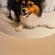 Ugy participe au concours pour gagner de l'argent avec cette photo : background_blur, black_and_tan, close_up, dog, fluffy_fur, happy, indoor, long_ears, lying_down, paws, pet, playful, portrait, small_dog, soft_lighting, studio_backdrop, tongue_out, treat, tri_color, white_fur