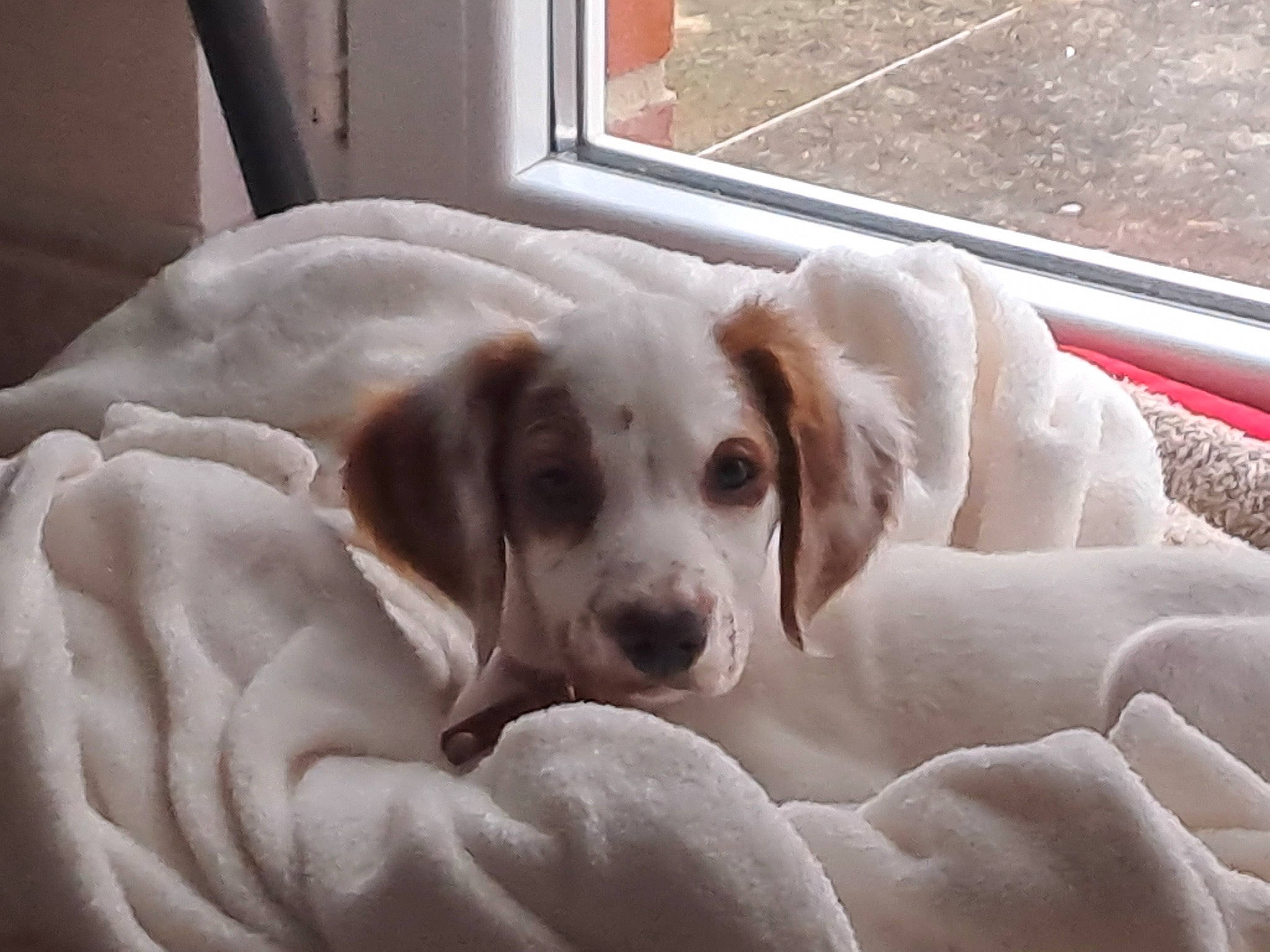 Tchoupi participe au concours pour gagner de l'argent avec cette photo : bored, canidae, carnivore, comfort, companion_dog, dog, dog_breed, dog_supply, fawn, flooring, fur, gun_dog, paw, pet_supply, puppy, snout, sporting_group, terrestrial_animal, whiskers, working_animal