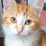 Anne Ruckebusch a rejoint le concours — aidez-le/la à gagner de superbes lots ! cat, kitten, orange_and_white, tabby, pet, animal, close_up, portrait, whiskers, ears, eyes, pink_nose, fluffy_fur, white_fur, orange_fur, child, person, indoors, background, cute