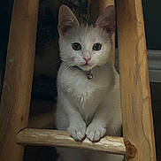 Mochi joined the competition — help win amazing prizes! cat, kitten, white_cat, wooden_stool, pets, indoor, curious, collar, bell, paws, animal, feline, cute, young_cat, closeup, looking, sitting, wood, furniture, domestic_animal