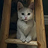 cat, kitten, white_cat, wooden_stool, pets, indoor, curious, collar, bell, paws, animal, feline, cute, young_cat, closeup, looking, sitting, wood, furniture, domestic_animal