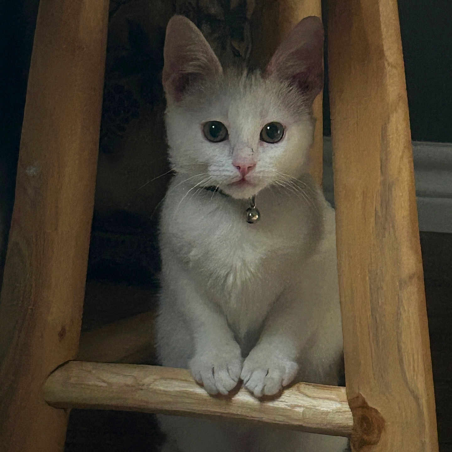 Mochi joined the competition — help win amazing prizes! cat, kitten, white_cat, wooden_stool, pets, indoor, curious, collar, bell, paws, animal, feline, cute, young_cat, closeup, looking, sitting, wood, furniture, domestic_animal