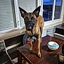 dog, belgian_malinois, muzzle, table, indoor, window, ceramic_bowl, crate, bench, person_partial, ears, paws, attentive, brown_fur, pet_owner, living_room, evening, candle, wooden_table, home_interior
