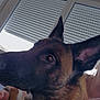 Vador a rejoint le concours — aidez-le/la à gagner de superbes lots ! dog, shepherd_dog, pet, closeup, portrait, ear, eye, nose, fur, indoor, window, blinds, blanket, paw, human, foot, cozy, curious, animal_portrait, domestic