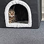 Luffy participe au concours pour gagner de l'argent avec cette photo : cat, tabby, pet, animal, cozy, hideout, fabric, indoor, carpet, curious, resting, feline, whiskers, ears, home, cute, paw, soft, shelter, fur