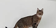 Luffy participe au concours pour gagner de l'argent avec cette photo : cat, tabby_cat, feline, pet, indoor, curious, striped, animal, standing, alert, whiskers, ears, tail, fur, refrigerator, household, white_wall, domestic, looking, mammal