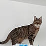 cat, tabby_cat, feline, pet, indoor, curious, striped, animal, standing, alert, whiskers, ears, tail, fur, refrigerator, household, white_wall, domestic, looking, mammal